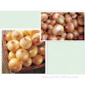 Exporters fresh market prices yellow onion